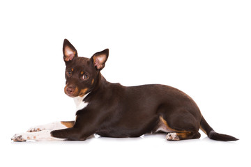 Liegender Terrier isoliert auf weißem Grund