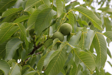 Echte Walnuss (Juglans regia) Baum mit grünen Früchten