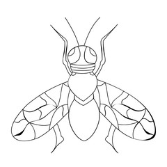 vector, isolated, insect fly, sketch