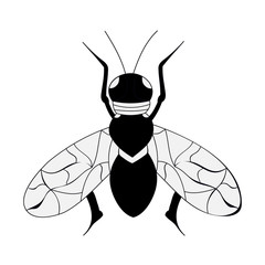  insect fly, black and white