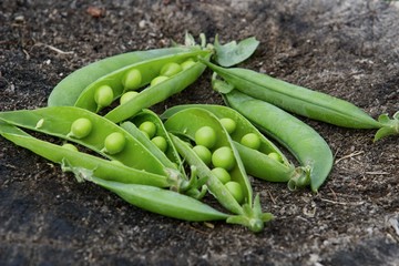 peas pods on wood
