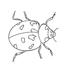 ladybird, sketch, coloring book