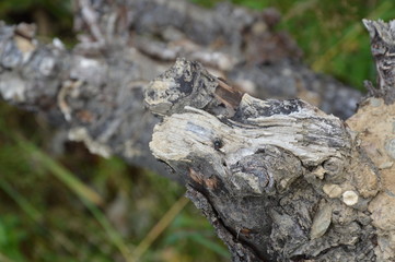 the fly rests on the stump at the end of the day
