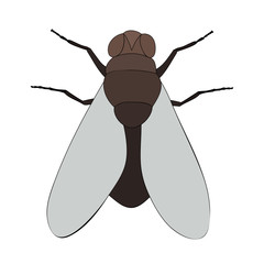  isolated of an insect fly
