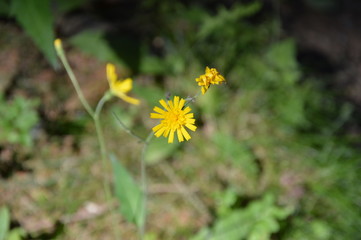 beautiful yellow flower