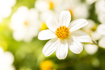 biały kwiat