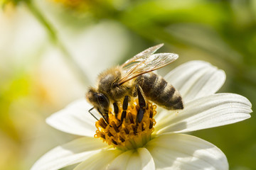 pszczoła zbierająca pyłek z kwiatów - obrazy, fototapety, plakaty