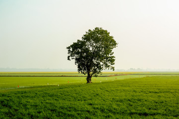 Obraz premium Lonely tree on a rice field.