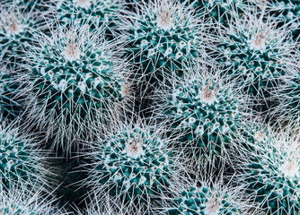 Closeup of beautiful small cactuses.