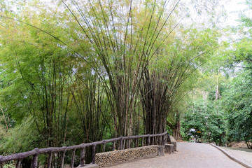 bamboo