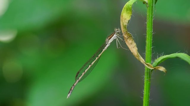 Macro red dragonfly Sympecma fusca with wings sitting on a green stalk of a blade of grass in the foothills of the Caucasus