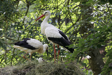 Weißstorch (Ciconia ciconia),  Familie am Nest