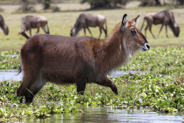 Fototapeta premium Wasserböcke (Kobus ellipsiprymnus) am Naivasha See, Afrika