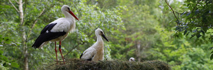 Weißstorch (Ciconia ciconia), Störch-Familie im Nest, Panorama