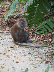 Long Tailed Macaque Monkey