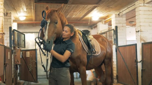 Process of putting a snaffle on a horse in the stables