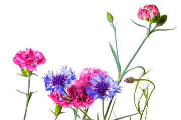 Bouquet of pink and blue garden flowers isolated on a white background