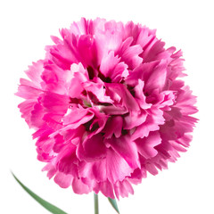 Single pink head carnation flower isolated on a white background