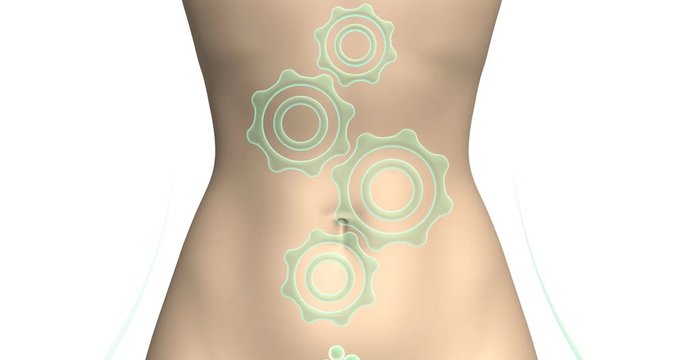 The mechanism of digestion. Improve bowel function. The action of natural diet supplements for weight loss or gas withdrawal.