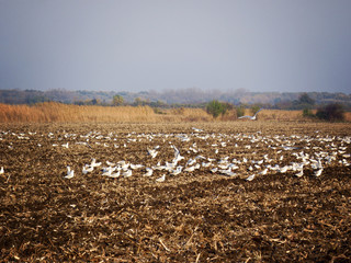 Field with Seagulls