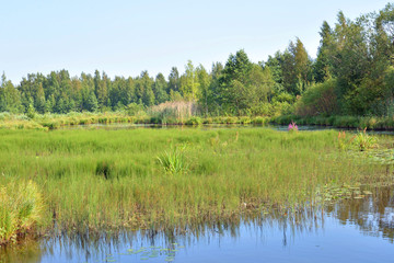 Wetland lake Sestroretsky Razliv.
