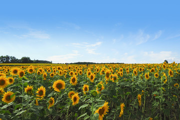 日本一を誇るひまわりの里／北海道北竜町