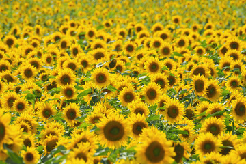 日本一を誇るひまわりの里／北海道北竜町