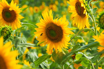 日本一を誇るひまわりの里／北海道北竜町
