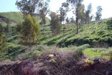 Panorama of the hills of central Israel, covered with evergreen vegetation on the blue sky background.