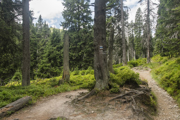 Mountain trail with tree with tourist sign and forest in the area.