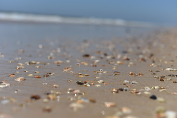 seashells on the ocean, selective focus, sunset, background