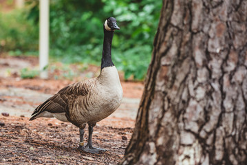 Candian Goose