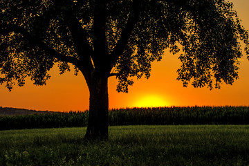 Fototapeta na wymiar sunset in summertime with tree