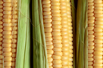 Fresh corn on cobs .