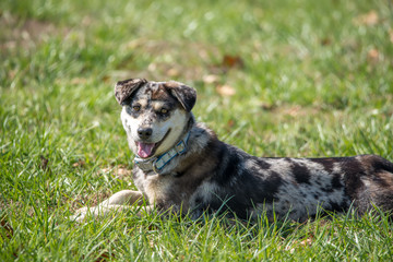 Naklejka na ściany i meble husky dox mix enjoying sunny weather on a lawn