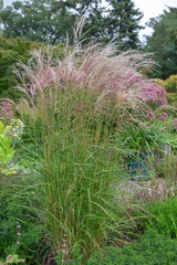 Miscanthus sinensis Flamingo