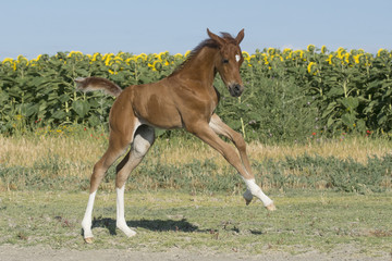 Obraz premium Joven potrilla de raza árabe jugando y galopando con diez días de vida