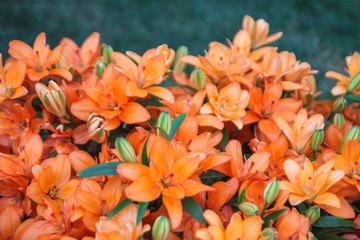 Orange lily flowers background. Full blooming of deep red asiatic lily in summer flower garden. Bright red and green and beautiful asiatic lilies background.