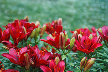 Red lily flowers background. Full blooming of deep red asiatic lily in summer flower garden. Bright red and green and beautiful asiatic lilies background.