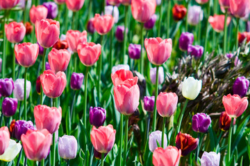 Fototapeta premium tulips
