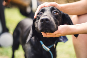 Male hands holding a head of a dog outdoors in summertime. Close-up.