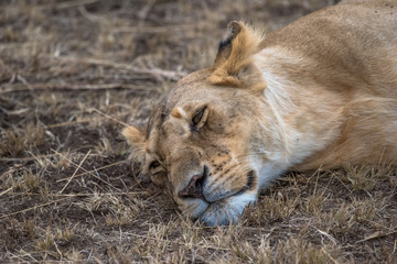 lions
