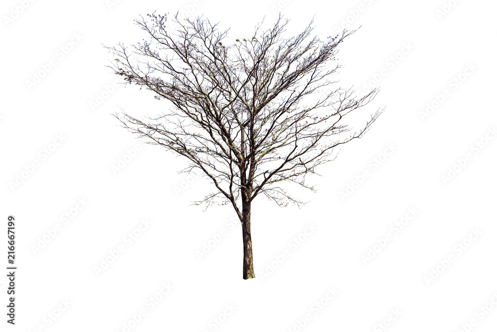 Poster isolated tree without leaf