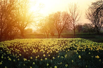 Poster Beautiful Daffodils Narcissus Field in Sunset © csiling