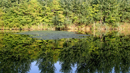 Water lily in the lake with trees Reflecting in Tranquil River