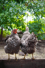 Two hens are standing on a wooden board in the garden, turned away from each other. Household. Chicken on poultry yard.