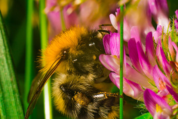 Close-up of bumblebee on the clover