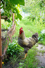 Beautiful rooster walking in the garden among the trees. Household.