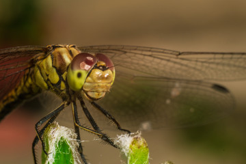 Close-up of a dragonfly