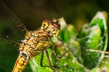 Close-up of a dragonfly